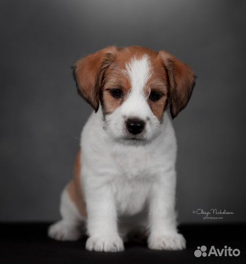 Джек Рассел терьер