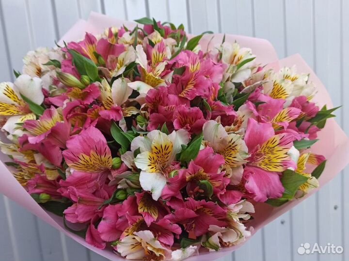 Альстромерия оптом и в розницу