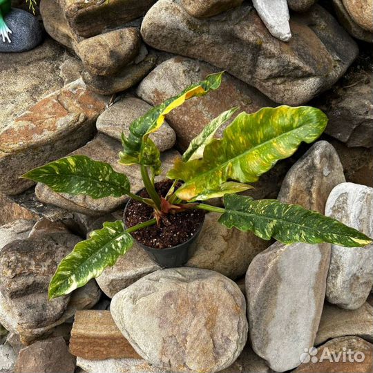 Филодендрон ринг оф файер.D14