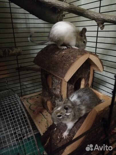 Белки дегу (цветные), семьи с клетками