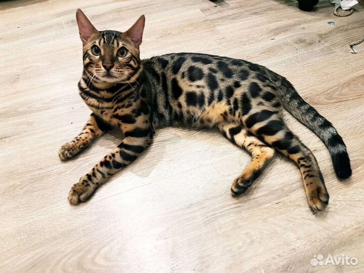Бенгальский кот вязка