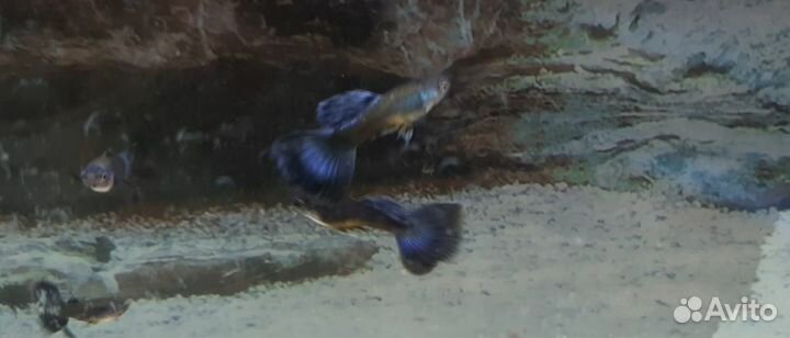 Гуппи синие