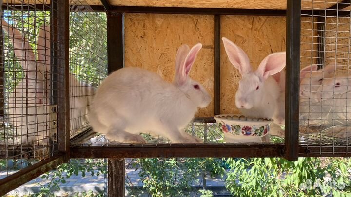 Белый паннон