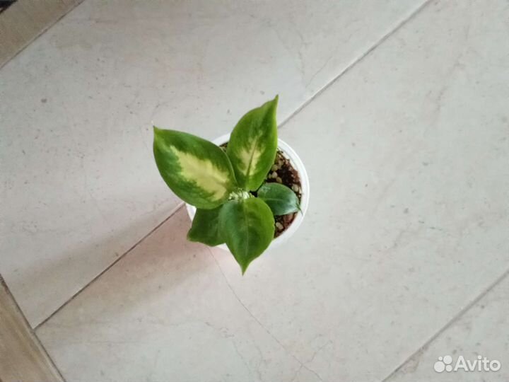 Диффенбахия камилла