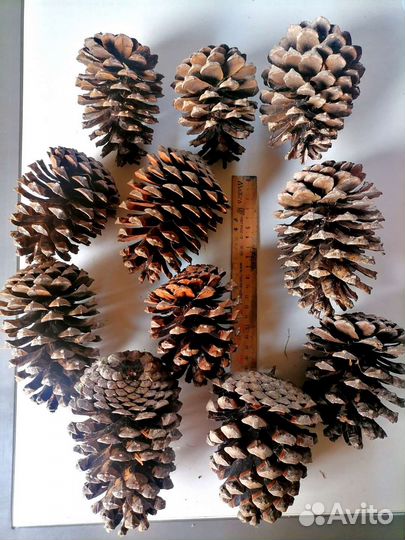 Сосновые шишки