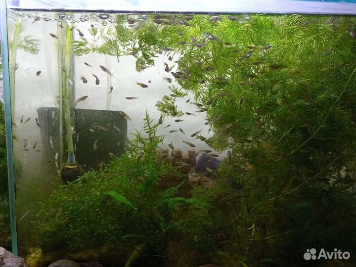 Растение в аквариумное