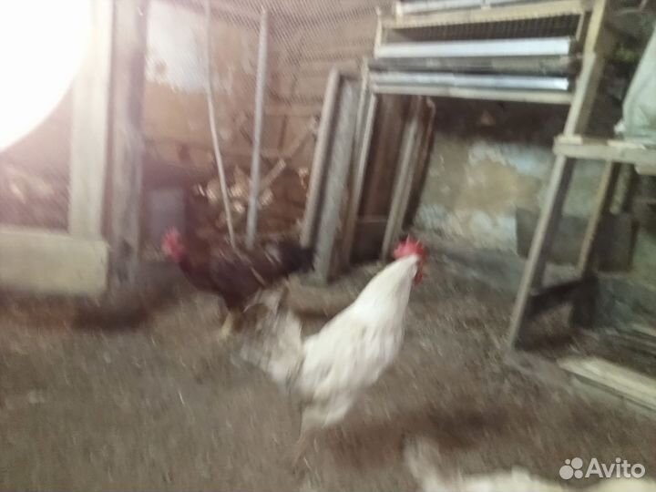 Петухи домашние