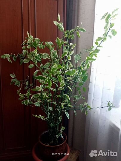 Педилантус