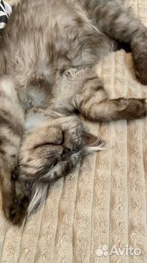 Котенок девочка в добрые руки