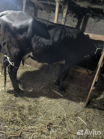 Коровы и телята