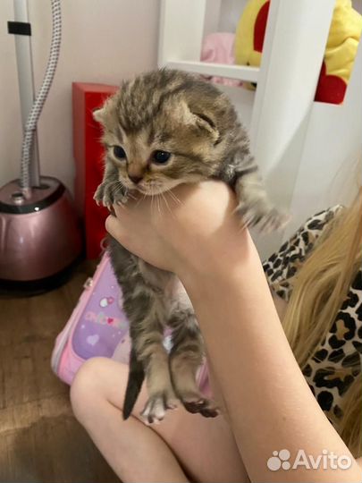 Вислоухие котята