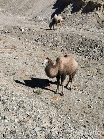 Тур Горный Алтай.Трансфер