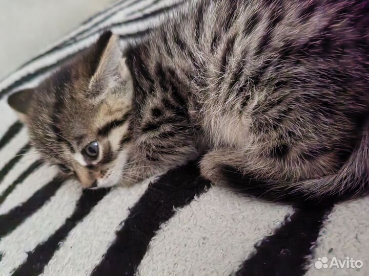 Кошка в дар бесплатно