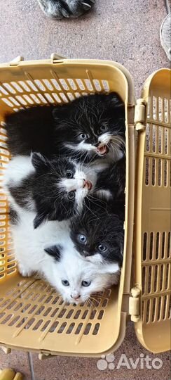 Отдам в добрые руки вислоухого котенка