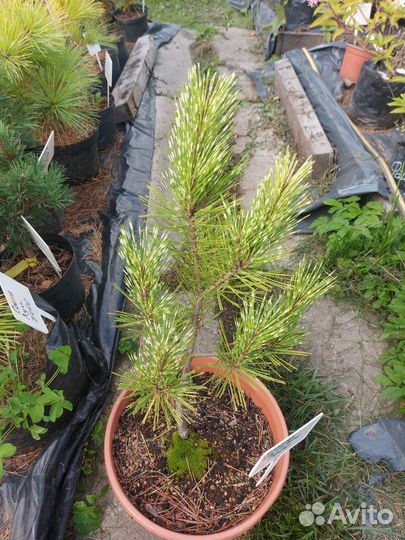 Pinus densiflora 'Rainbow' 25-35см