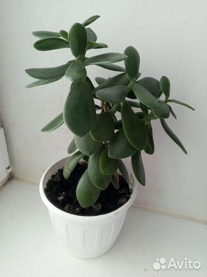 Комнатные цветы фикус