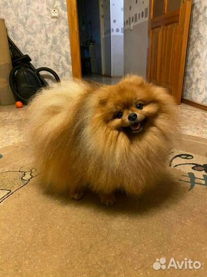 Вязка собаки