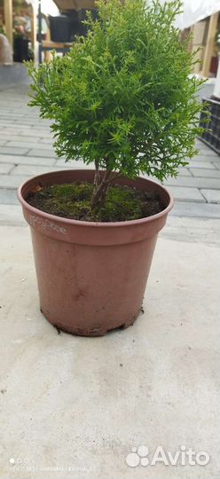 Туя западная 