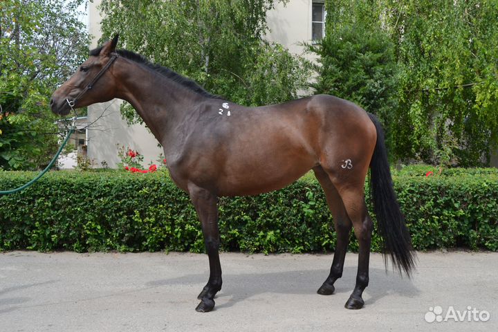 Кобыла Буденновской породы