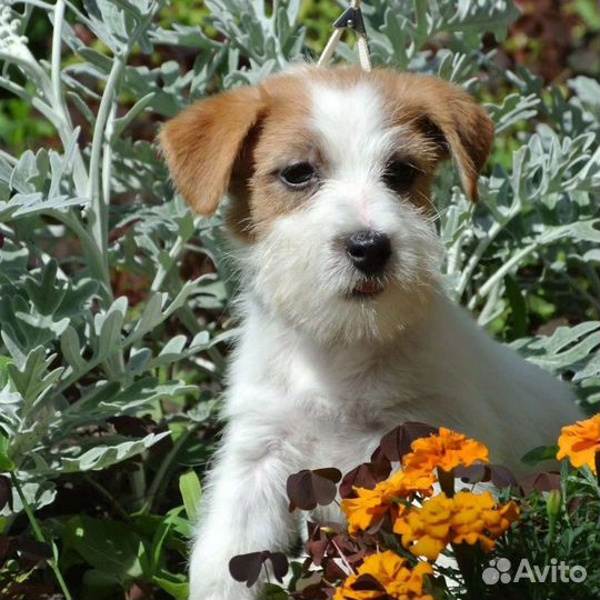 Собаки щенки