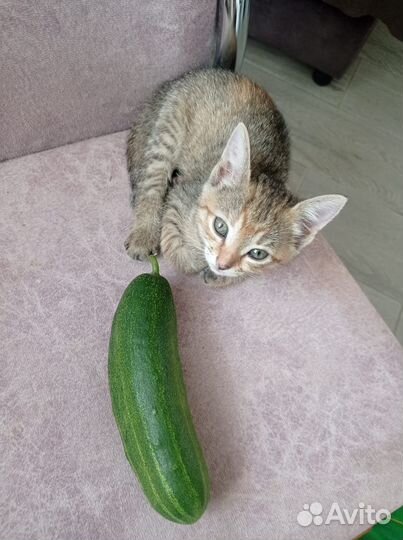 Кошечку в добрые руки