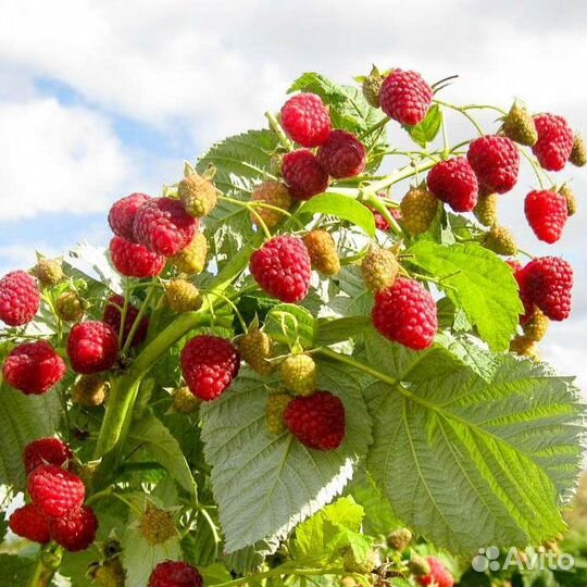 Ремонтантная малина Геракл