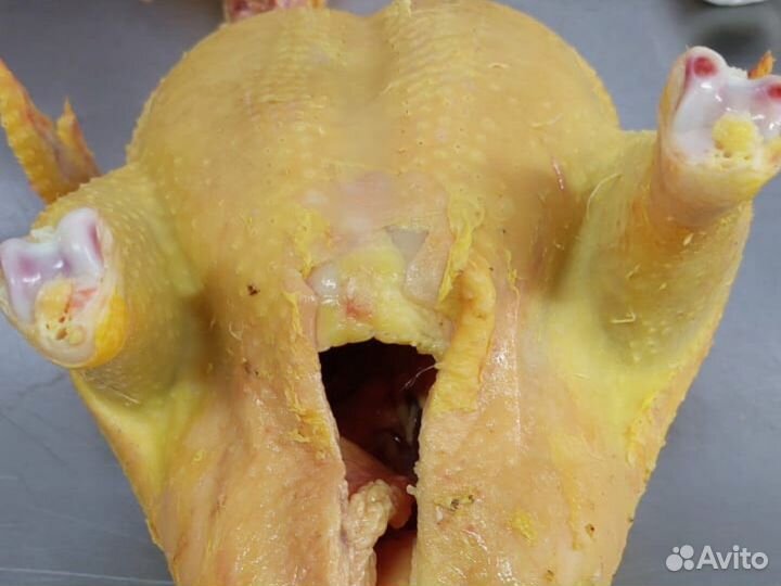 Куры домашние