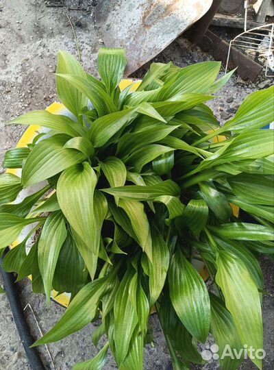 Вербена, Китайская гвоздика, хоста