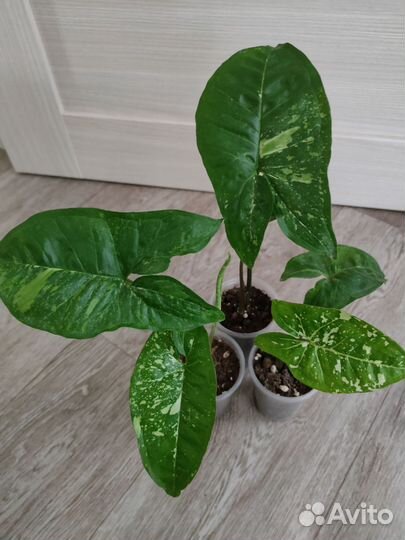 Комнатные растения микс