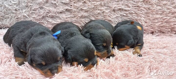 Щенки ротвейлера