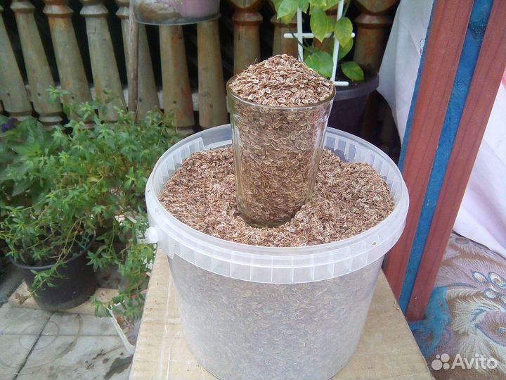 Семена укропа