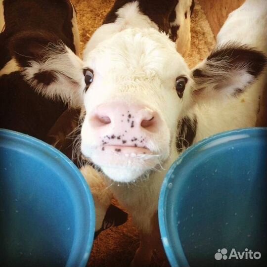 Зцм, Комбикорм,добавки,премиксы для телят и коров