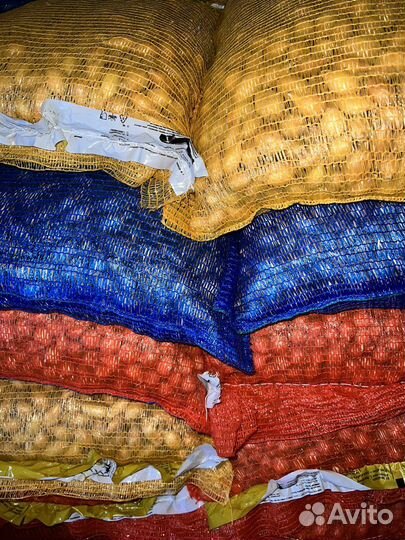 Лук Севок Россия и Голландия