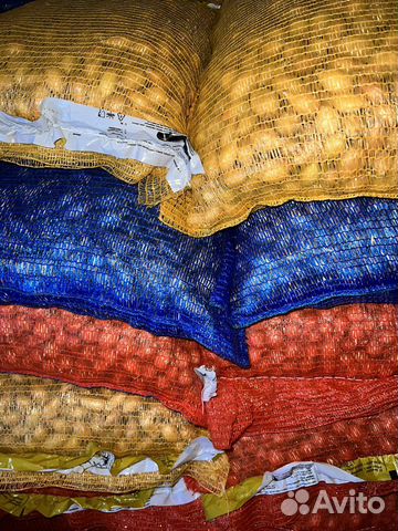 Лук Севок Россия и Голландия