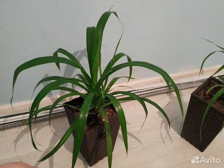 Пальма панданус