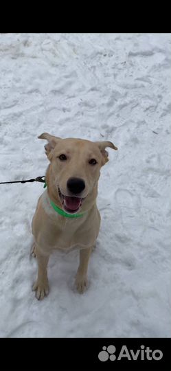 Золотой мальчик хочет в добрые и любящие руки