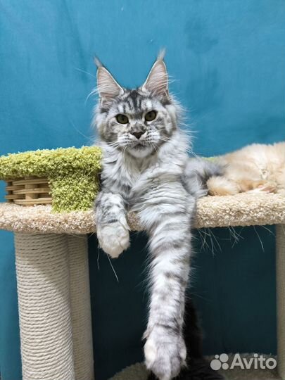 Серебристая тигровая черепашка