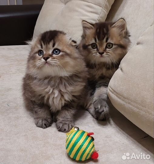 Шотландские котята