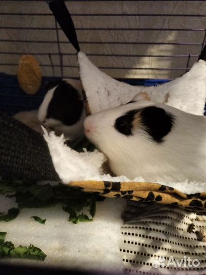 Морская свинка