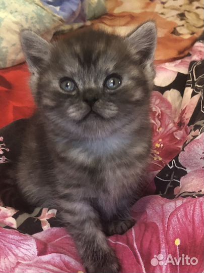 Британские котята