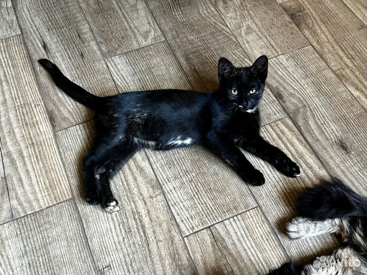 Умный котенок