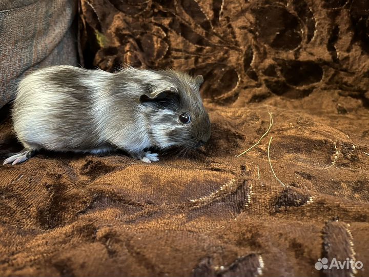 Морские свинки