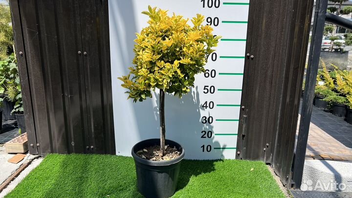 Бересклет желтый на штамбе 100 см