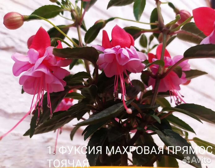 Черенки фуксии