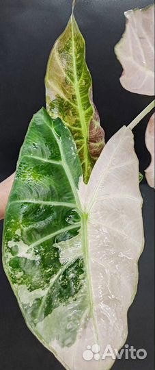 Алоказия Пинк Дракон Альбо вар