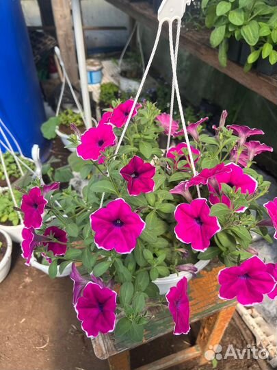 Кашпо вегетативка