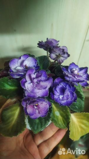 Комнатные растения цветы