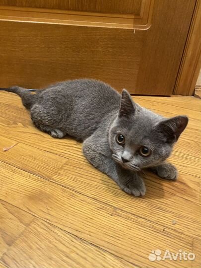 Кошечки Британки