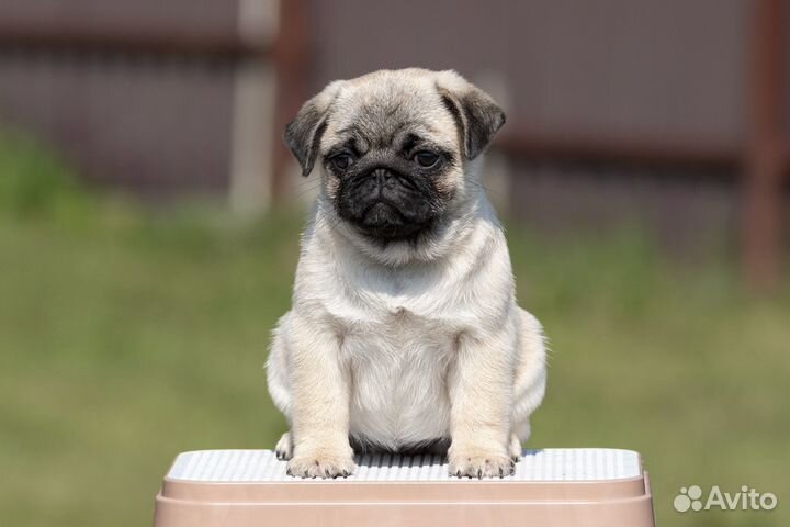 Щенки мопса