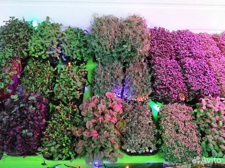 Микрозелень свежая